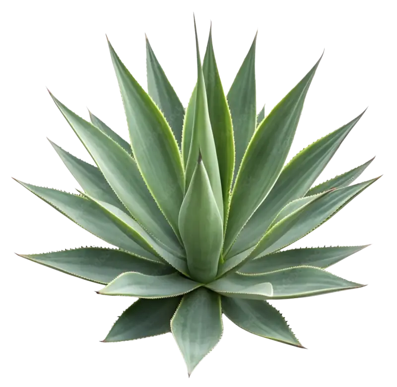 Agave Nectar