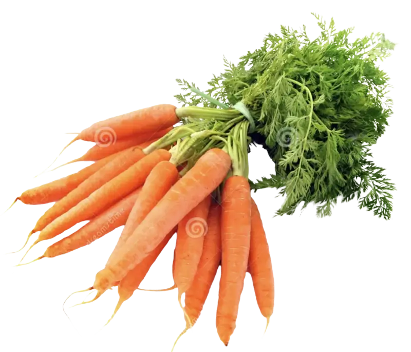 Carrot