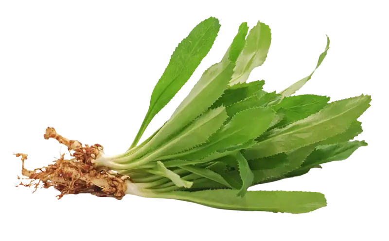 Sawtooth Cilantro