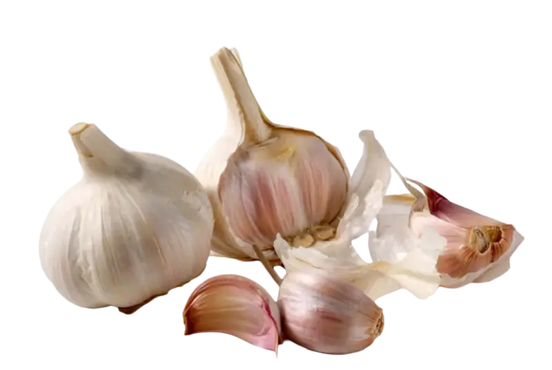 Garlic