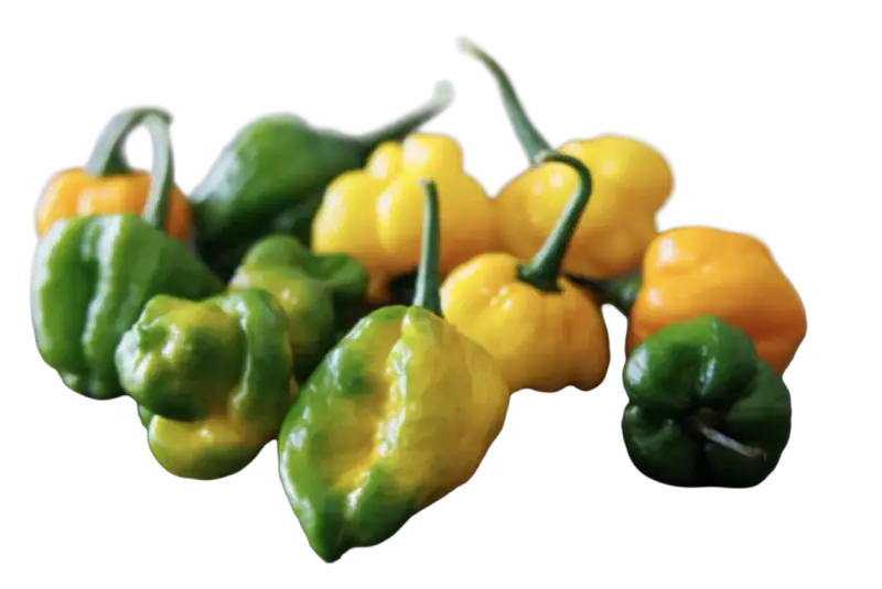 Scotch Bonnet
